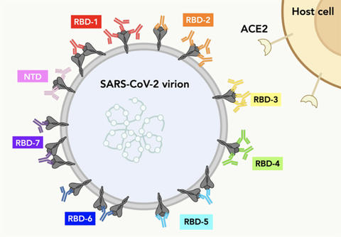 Image of Covid Antibody